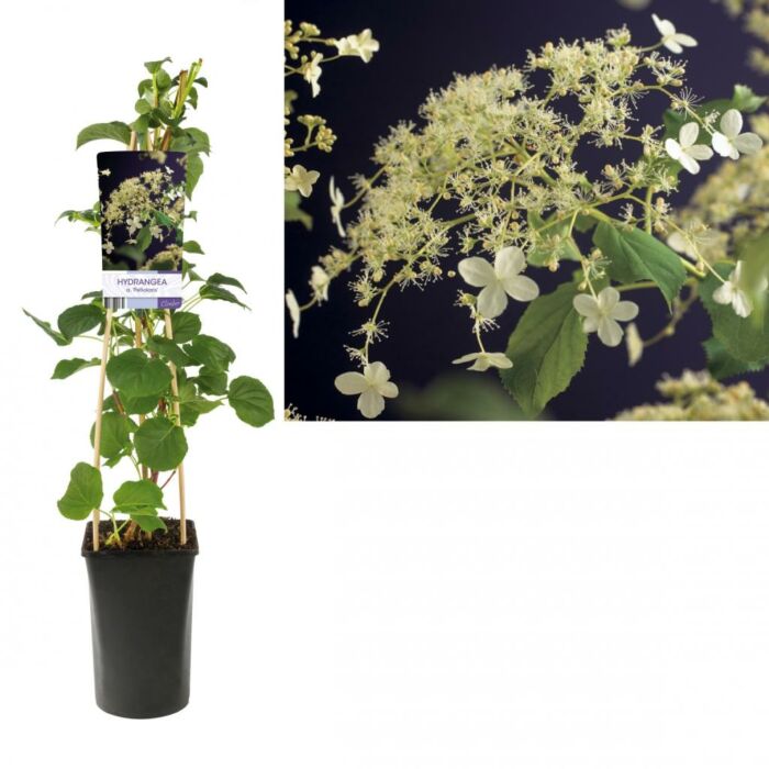 Kletterhortensie - Hydrangea anomala Petiolaris