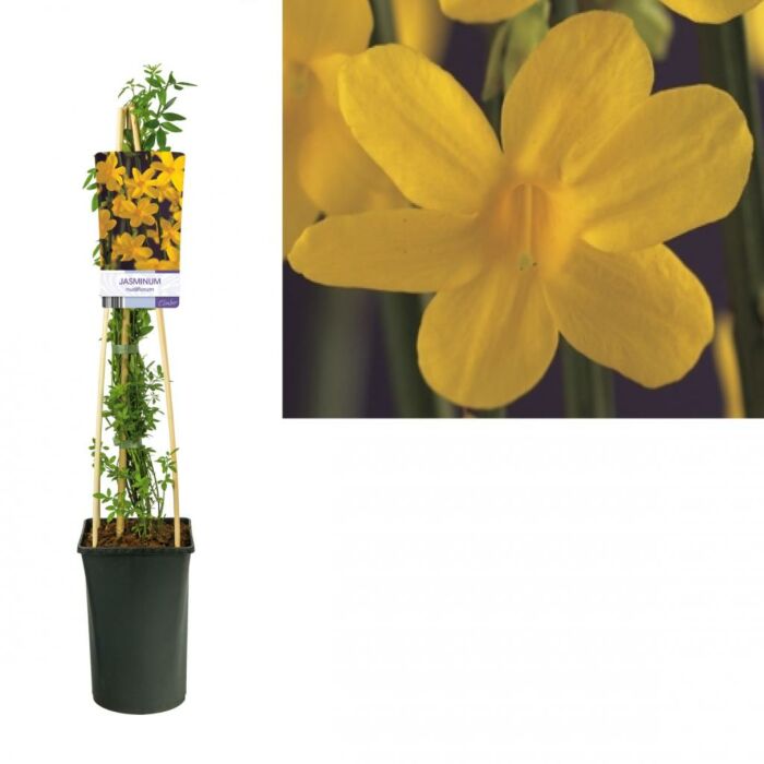 Winterjasmin - Jasminum nudiflorum Winterjasmin - Jasminum nudiflorum