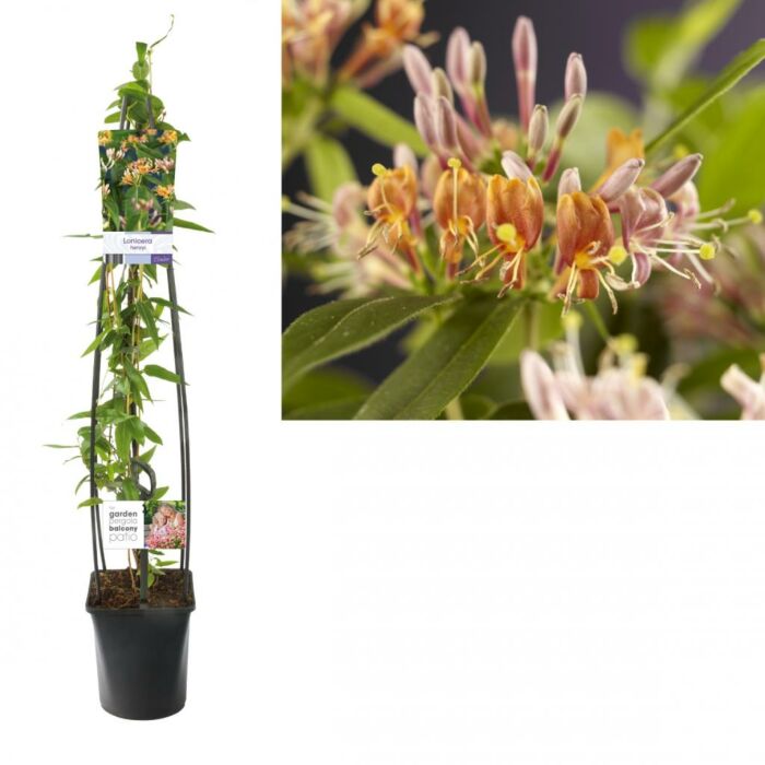 Geißblatt - Lonicera henryi