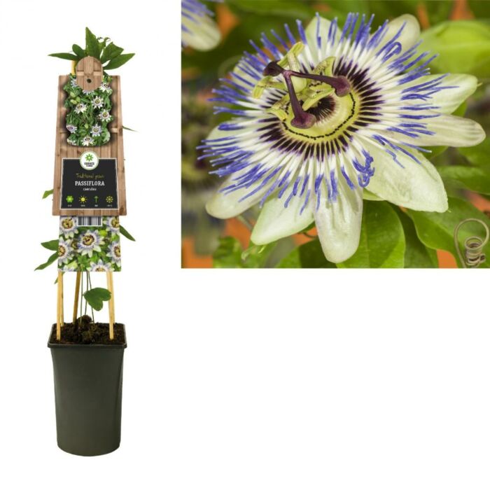 Passionsblume Passionsblume