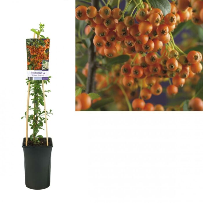 Feuerdorn - Pyracantha 'Orange Charmer' Feuerdorn - Pyracantha 'Orange Charmer'