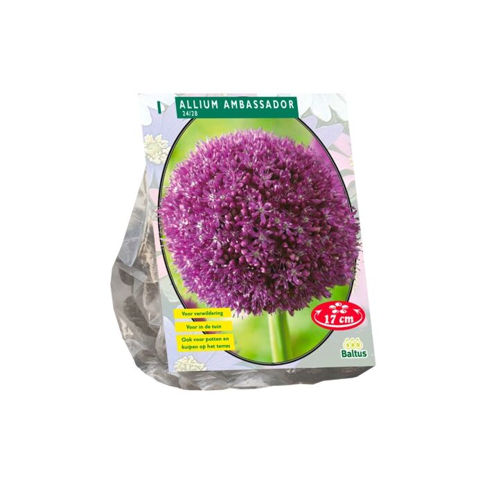 Allium ambassador per 1