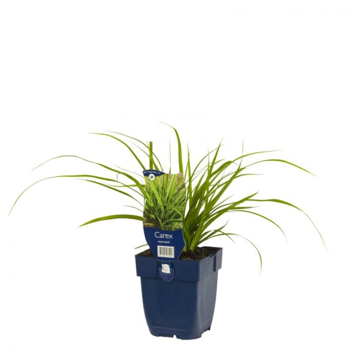 Segge - Carex morrowii Segge - Carex morrowii
