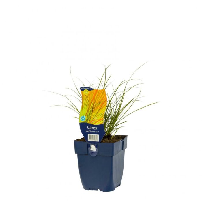 Bronze-Segge - Carex test. 'Prairie Fire' Bronze-Segge - Carex test. 'Prairie Fire'
