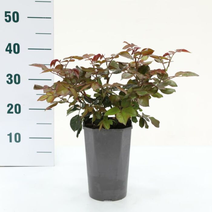 Rosa 'Nostalgie'® Rosa 'Nostalgie'®