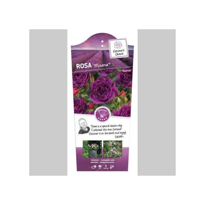 Rosa 'Minerva'® Violett Rosa 'Minerva'® Violett