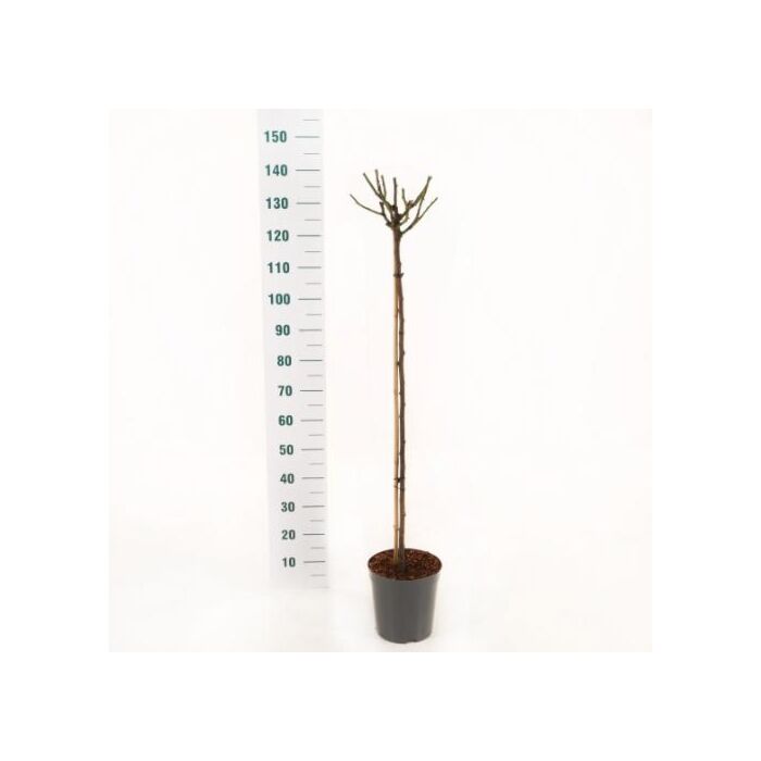 Rosa 'Minerva' stamm 60 cm