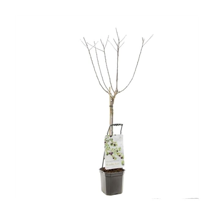 Pflaumenbaum - Wonder tree Opal Pflaumenbaum - Wonder tree Opal