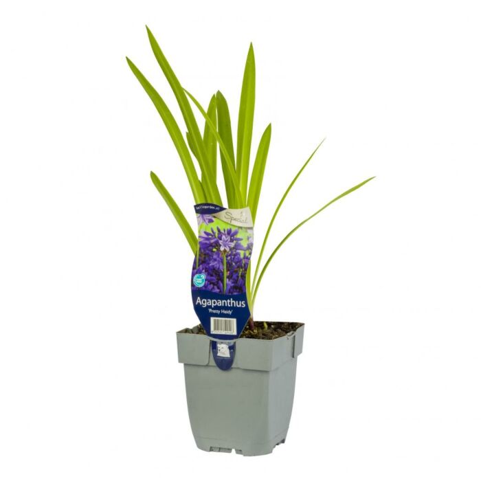 Afrikanische Lilie - Agapanthus 'Pretty Heidy'