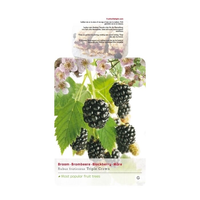 Dornloser Brombeerstrauch - Rubus frut. Triple Crown