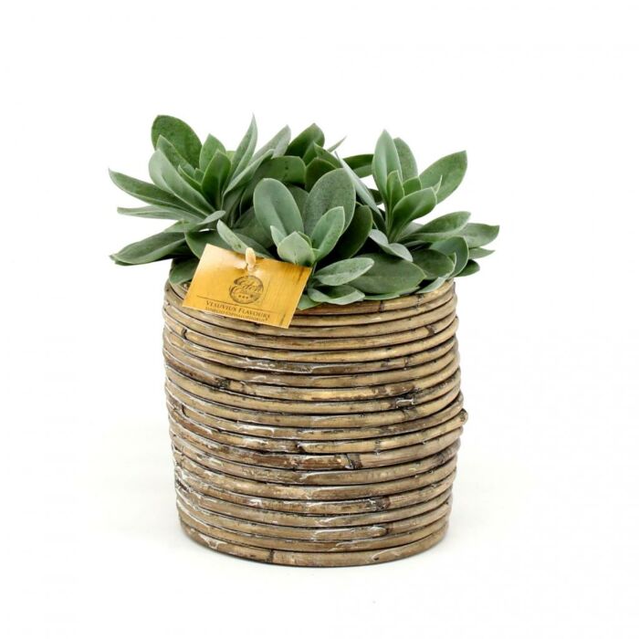 Senecio Cephalophorus P12 Senecio Cephalophorus P12