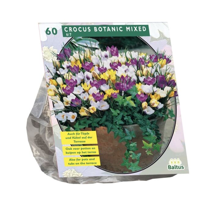Krokus-Botanical, Mischung pro 60