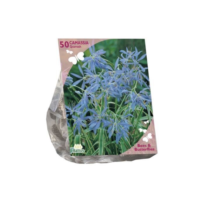 Bienen & Schmetterlinge – Camassia Quamash pro 50 Bienen & Schmetterlinge – Camassia Quamash pro 50