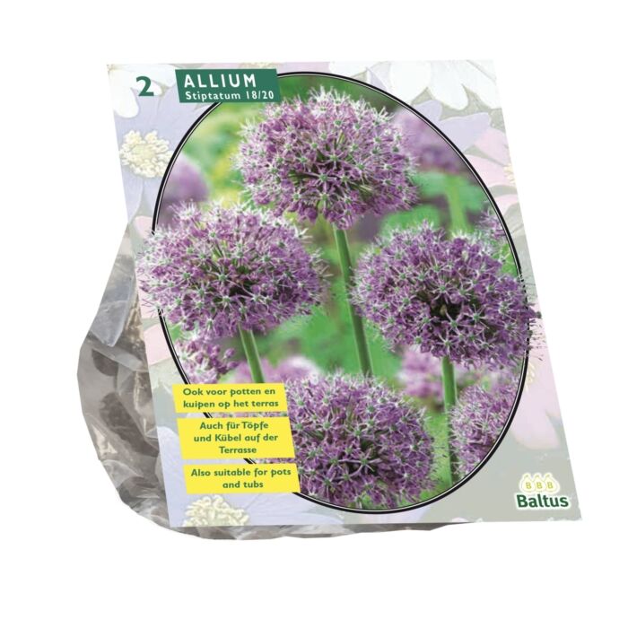 Allium Stipitatum pro 2