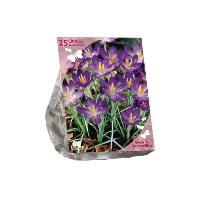 Bienen und Schmetterlinge – Crocus Tommasinianus Mix pro 25