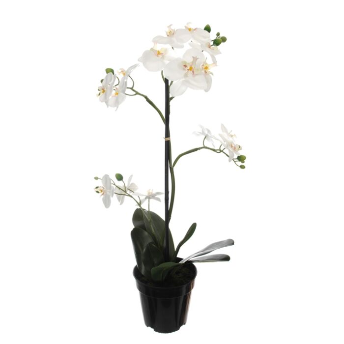 Orchideenpflanze x4 in Topf creme l67cm Orchideenpflanze x4 in Topf creme l67cm