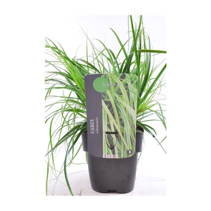 Carex oshimensis Everlime