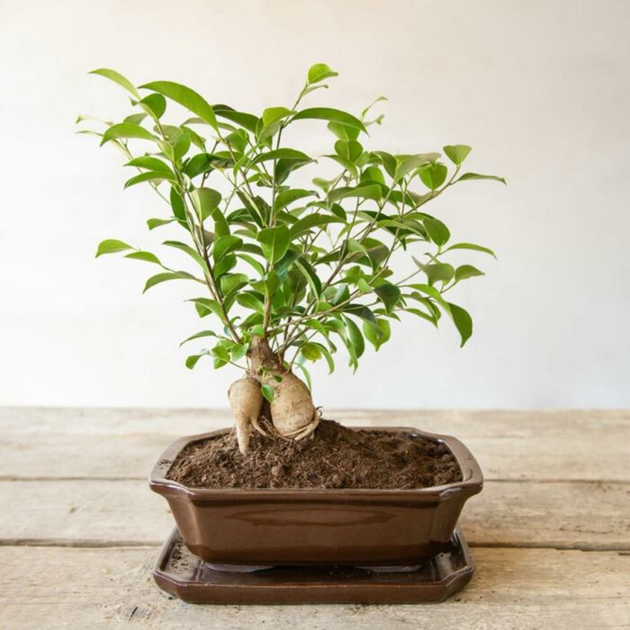 bonsai trees for sale online Japanese Black Pine Seedlings - 2 Sizes