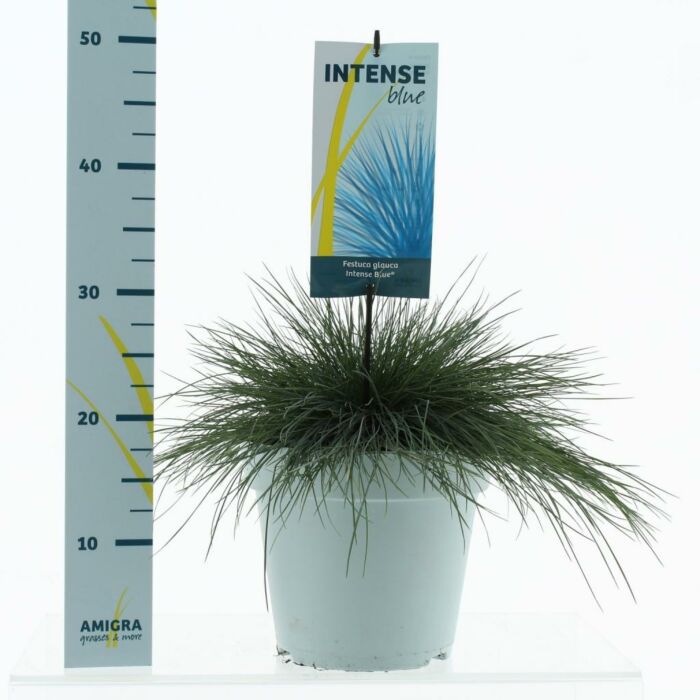 Blauschwingel - Festuca glauca 'Intense Blue' 23 cm