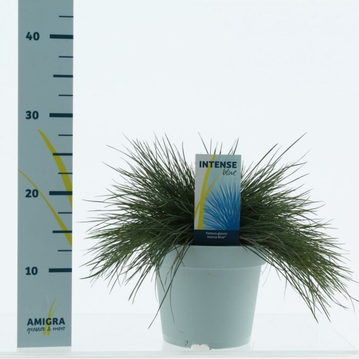 Blauschwingel - Festuca Glauca "Intense Blue" 17 cm Blauschwingel - Festuca Glauca "Intense Blue" 17 cm