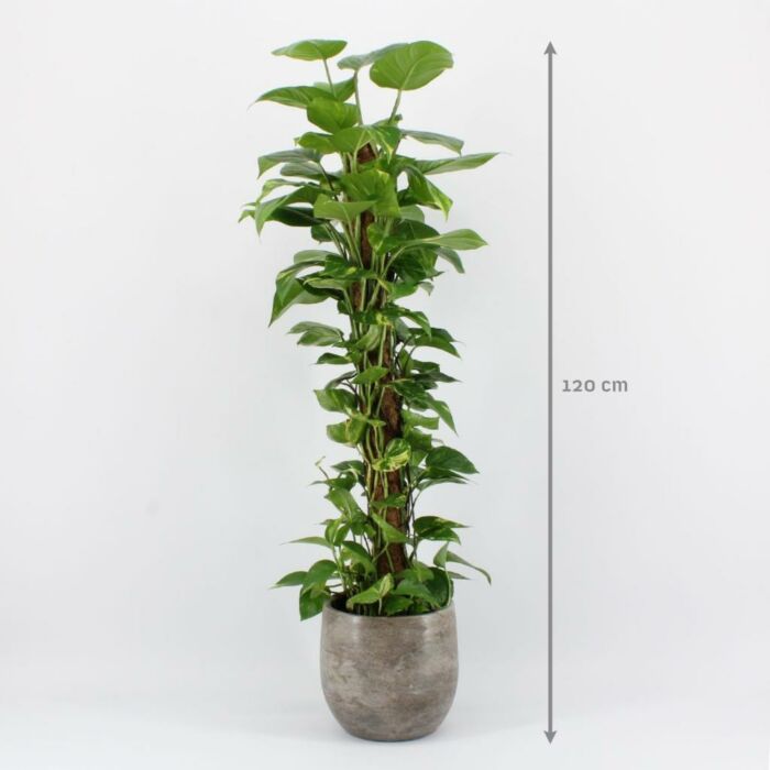 Epipremnum Mos 120 cm Epipremnum Mos 120 cm
