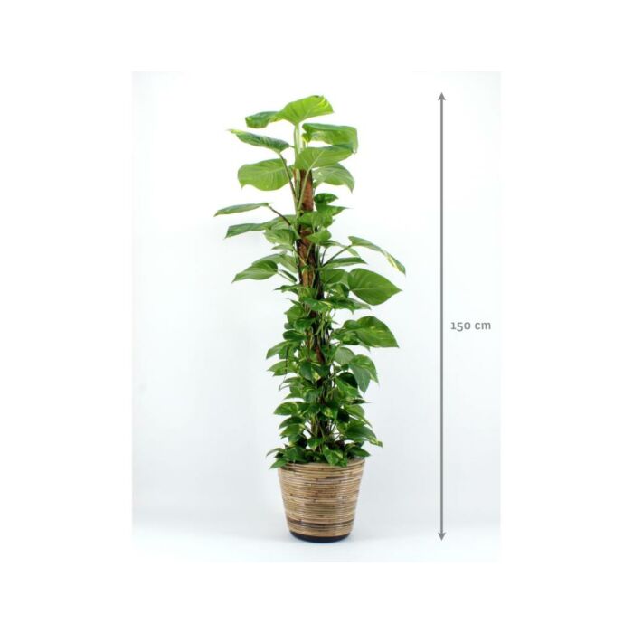 Epipremnum Mos 150cm Epipremnum Mos 150cm