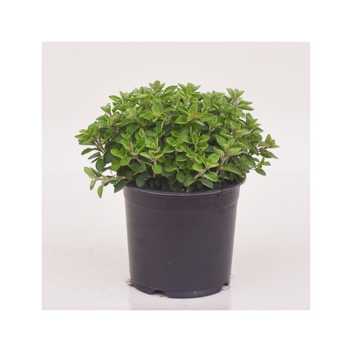 OREGANO Ø 14 cm