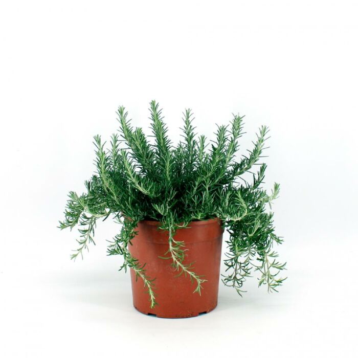 Kriechender Rosemarin Ø18 Strauch