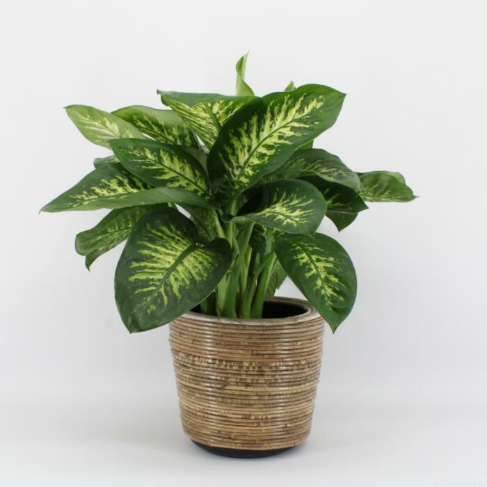 Dieffenbachia "Reeva" - 75 cm