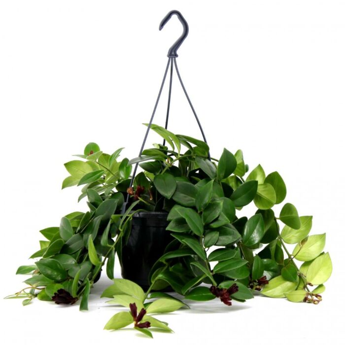 Aeschynanthus Mona Lisa