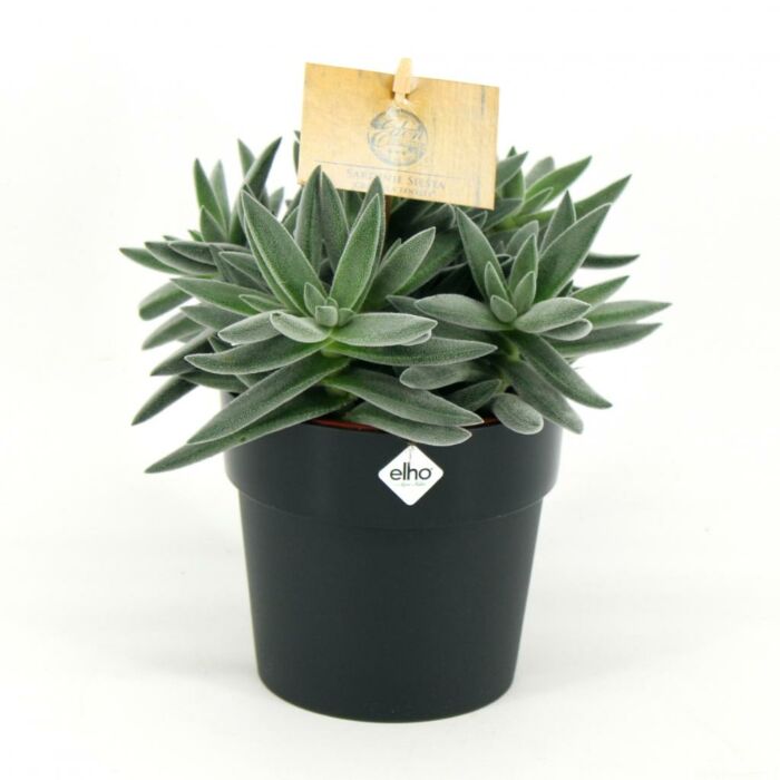 Sardinie siesta - Crassula tenelli Sardinie siesta - Crassula tenelli