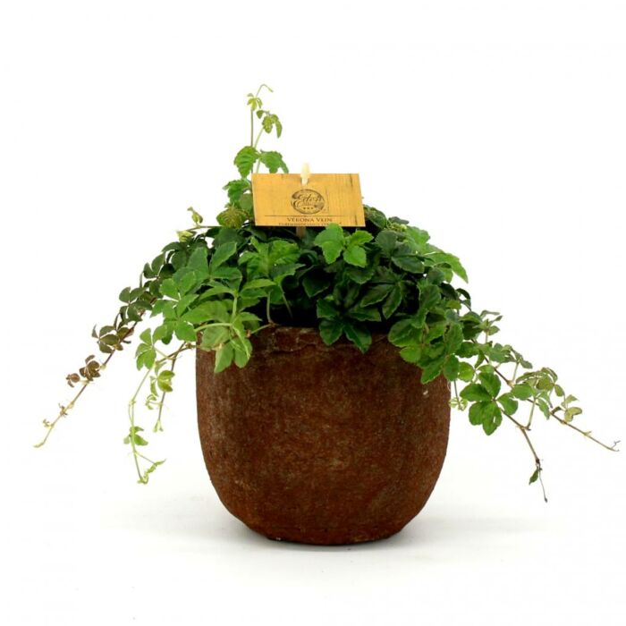 Parthenocissus Striata P12