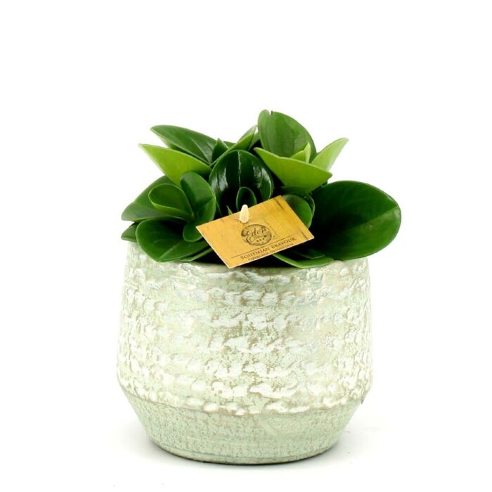 Peperomia Obtusifolia