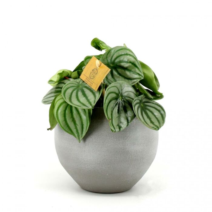 Peperomia argyreia Peperomia argyreia