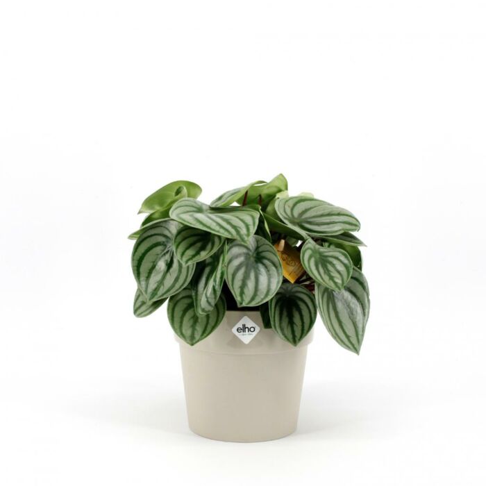 Peperomia Argyreia Peperomia Argyreia