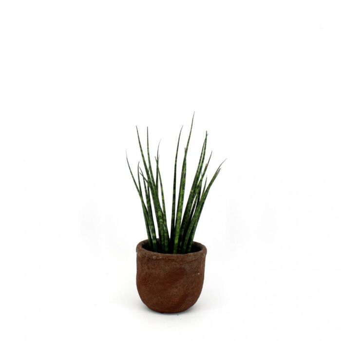 Sansevieria Fernwood Mikado
