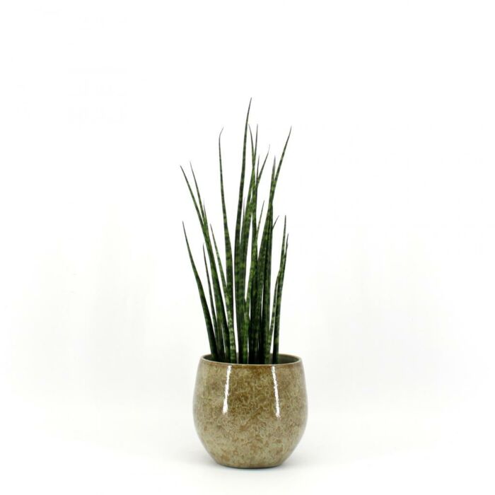 Frauenzunge Sansevieria Fernwood Mikado Frauenzunge Sansevieria Fernwood Mikado