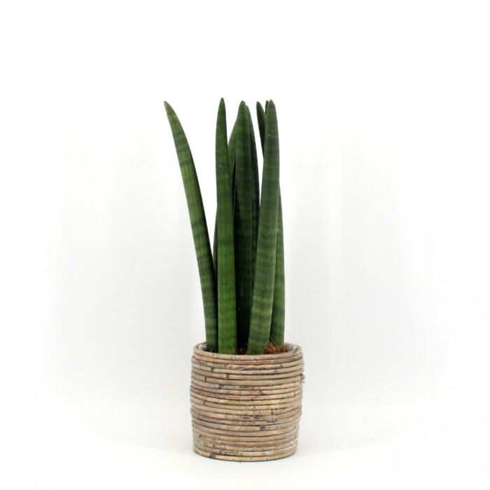 Frauenzunge Sansevieria Straight Frauenzunge Sansevieria Straight