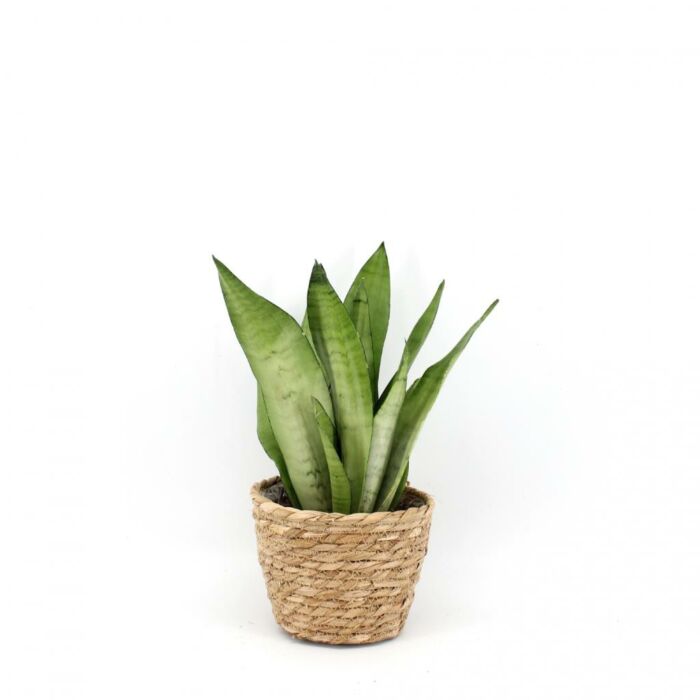 Frauenzunge Sansevieria Moonshine Frauenzunge Sansevieria Moonshine