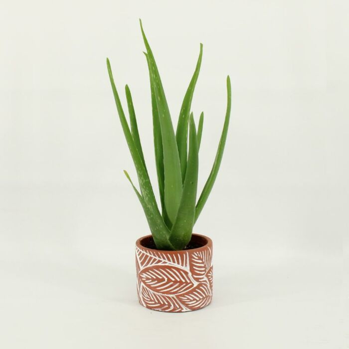 Aloe vera