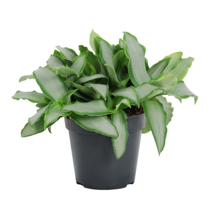 Murdannia loriformus Bright Star Murdannia loriformus Bright Star