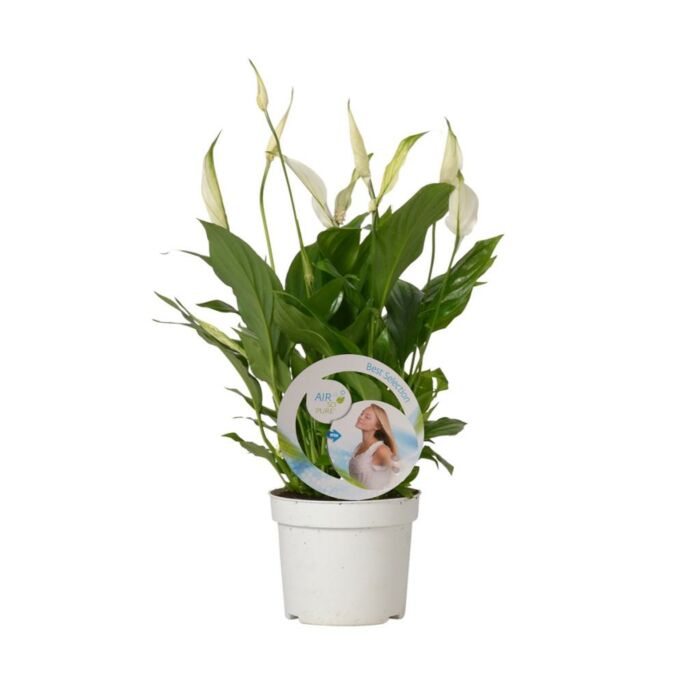 Löffelpflanze - Spathiphyllum Bellini