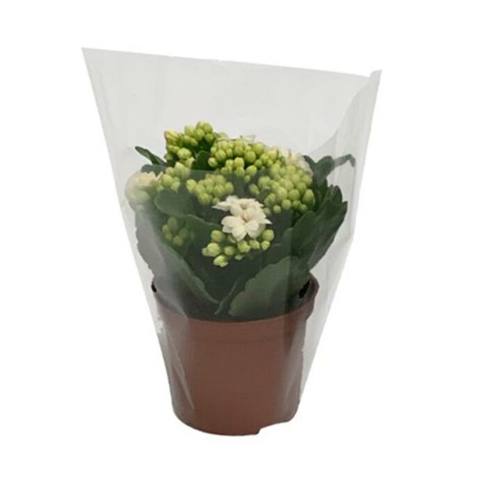 Kalanchoe rosalina Don Dione