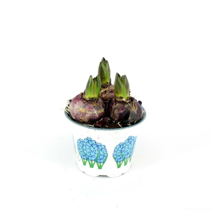 Hyacinthus orie. Blauw Hyacinthus orie. Blauw