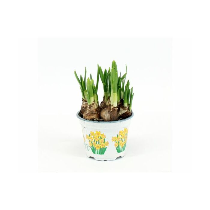 Narcissus Tete a Tete