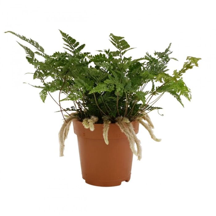 Humata tyermannii Humata tyermannii