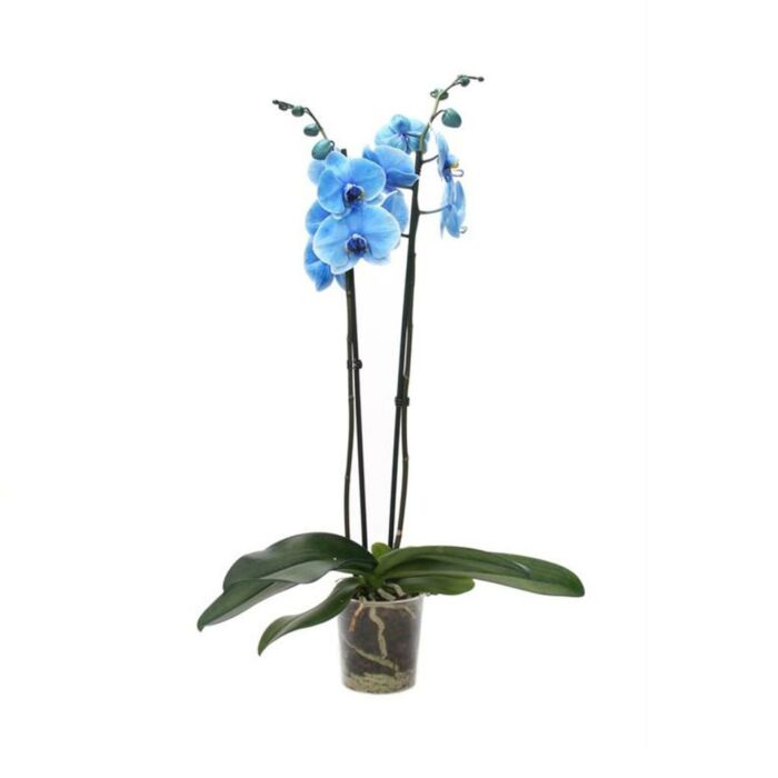 Orchidee - Phalaenopsis 'Royal Blue'