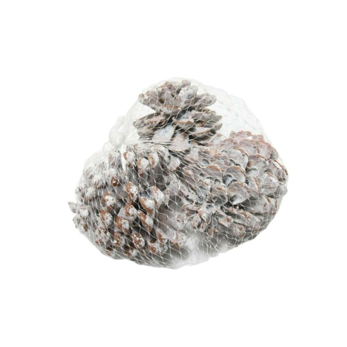Pinus dena 9-12cm 3st wit