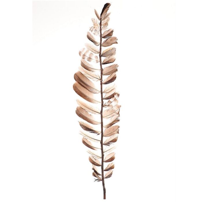 Stem feather Aparani 100 cm - HBX Stem feather Aparani 100 cm - HBX