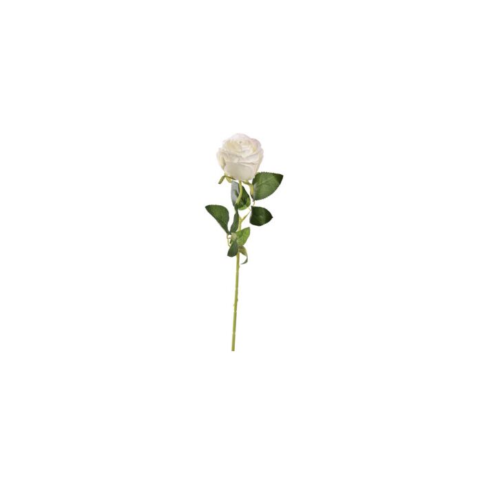 Rose single creme 50 cm